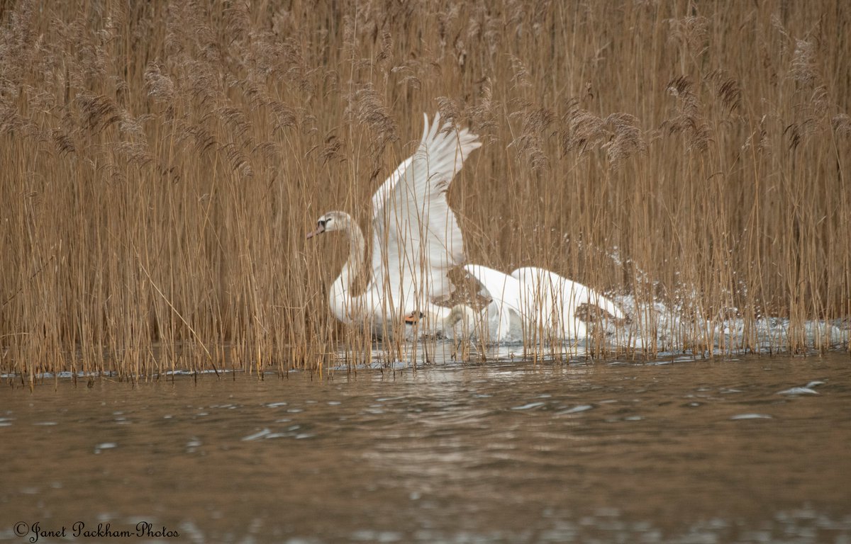 JanetPackham's tweet photo. We have a new pair of adult Swans on Middleton and it's time to move off the cygnets from last year. @Lancswildlife https://t.co/TXisVF6ZP7