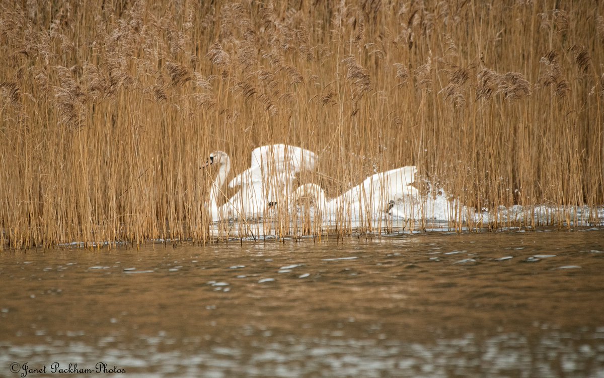 JanetPackham's tweet photo. We have a new pair of adult Swans on Middleton and it's time to move off the cygnets from last year. @Lancswildlife https://t.co/TXisVF6ZP7