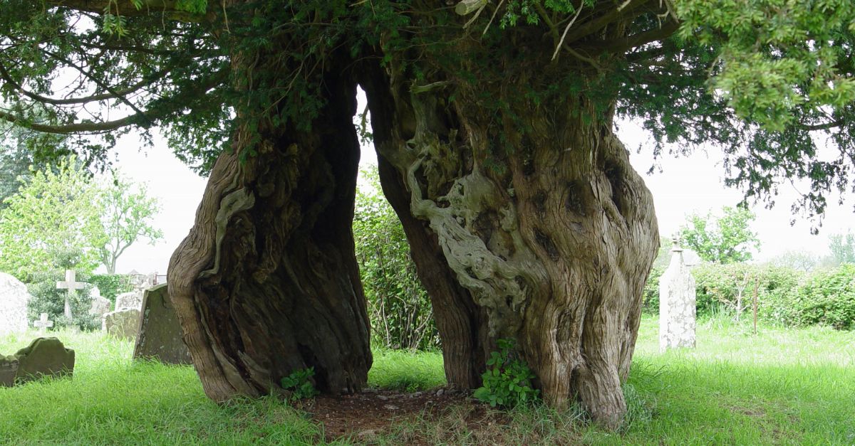 Church of England Environment Programme tweet media