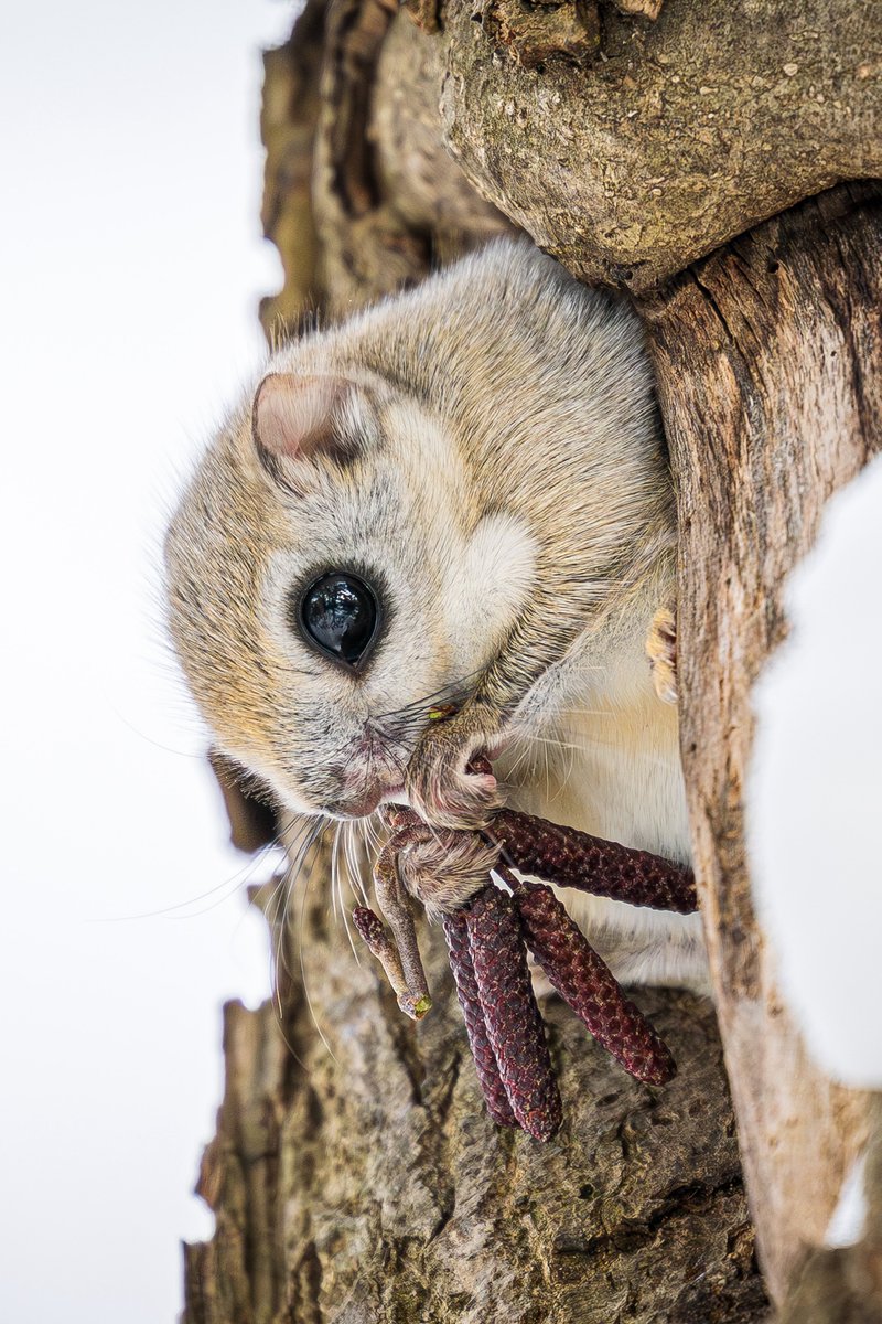 めちゃくちゃ美味しそうに食べてました✨
#北海道 #エゾモモンガ #tokyocameraclub