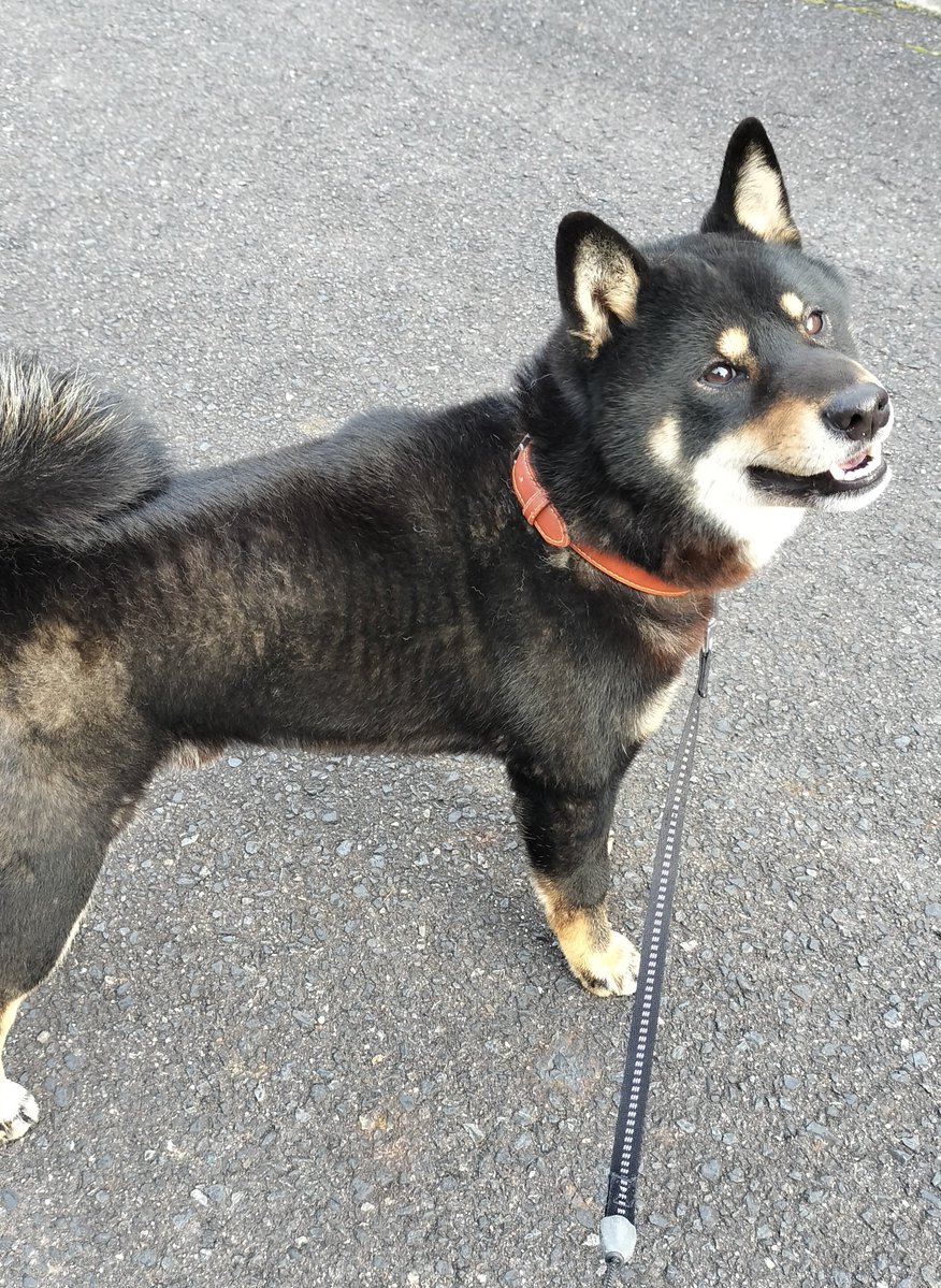 いぬ（いぬいぬ） (@kuroiinu_inu) / Posts / X