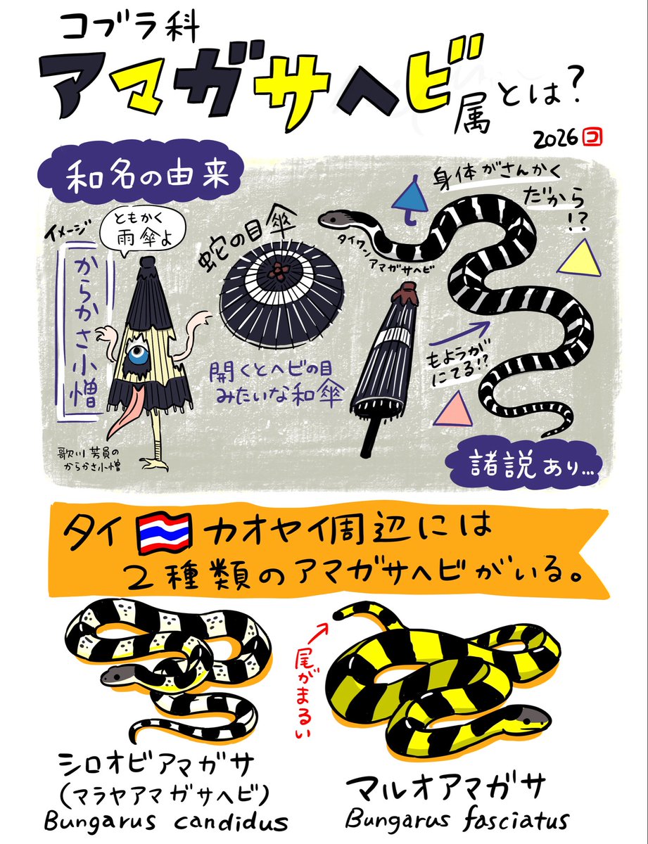 Youtube動画内でアマガサヘビの解説もしております！イラストも描いたので是非見てくださいね☂️🐍さて、アマガサヘビには出会えたのかな…？？