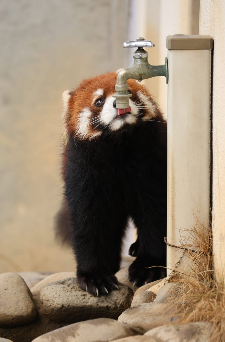 あんここ tweet media