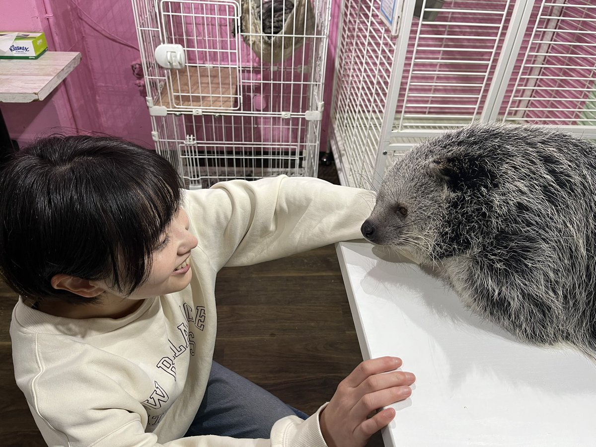 念願のビントロングちゃんに会ってきた💕夕方でおねむりモードだったけどそれがまたかわいくて🥰今度は元気な時間に行って登ってもらうんだ‼️