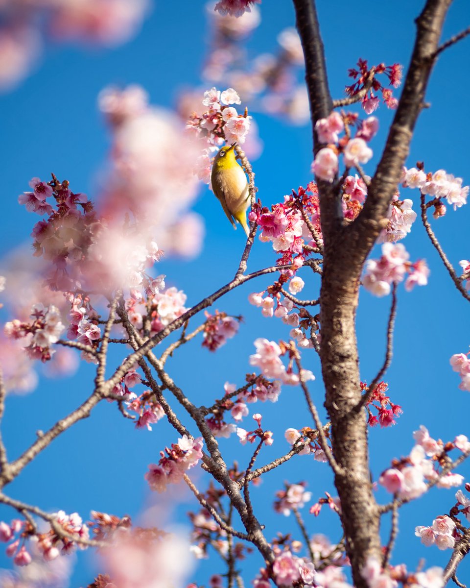 青空にピンクが弾けて、 そこにちょこんとメジロ。 春は静かに、でも