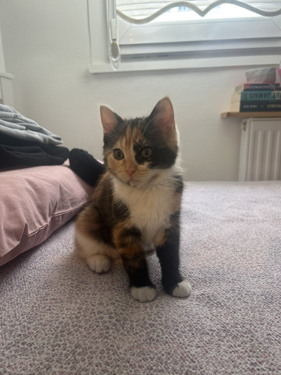 el’🇹🇷 tweet media