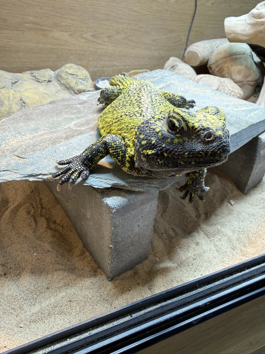 AndyTailzer's tweet photo. All my male uromastyx are looking for the ladies brumation is over pairing in a few weeks “let the season begin “ #utromastyx #reptile #lizards https://t.co/BPW3r5LSOd