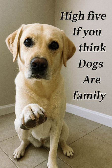 DogLovers03's tweet photo. https://t.co/XQgujWTKxx