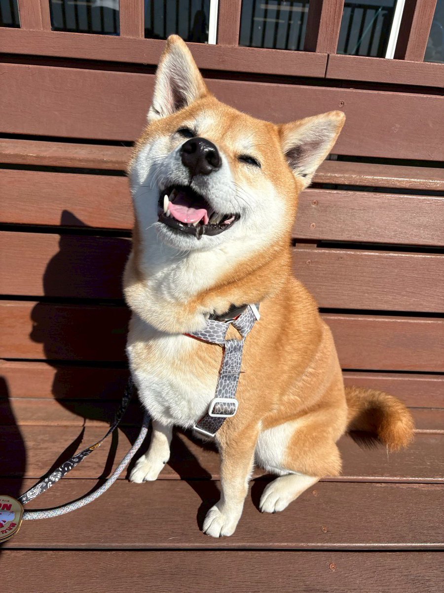 人間のお友達が撮ってくれた写真全部いい顔してる…😂ありがとう友よ…😂