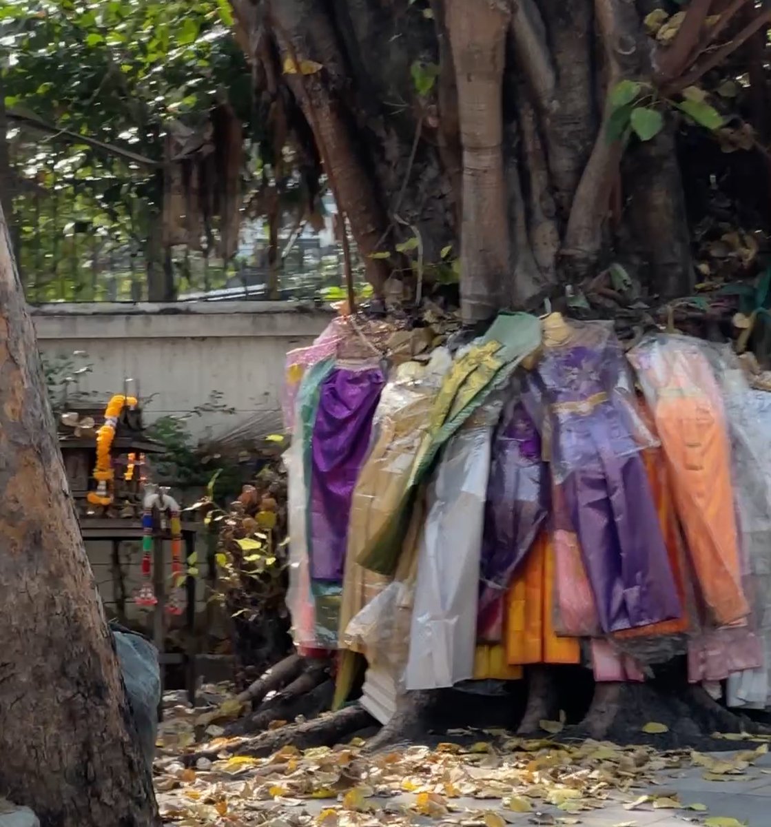 ไทแลน ไทแลน เฮอเฮ้อร์