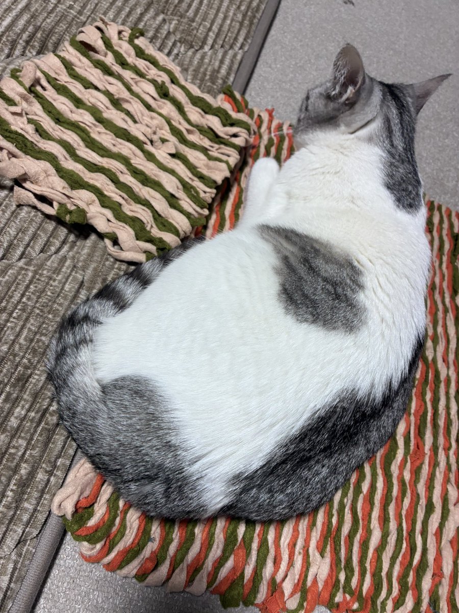 今日もお題をありがとうございます😊

ちょっと遅起きしてのんびり休日を過ごしました。

マットを織ったよ。
あっという間にねっこの物に。
アレぇ？

#朝活書写 No.2315
#朝活書写_2315
#手織り
#裂織