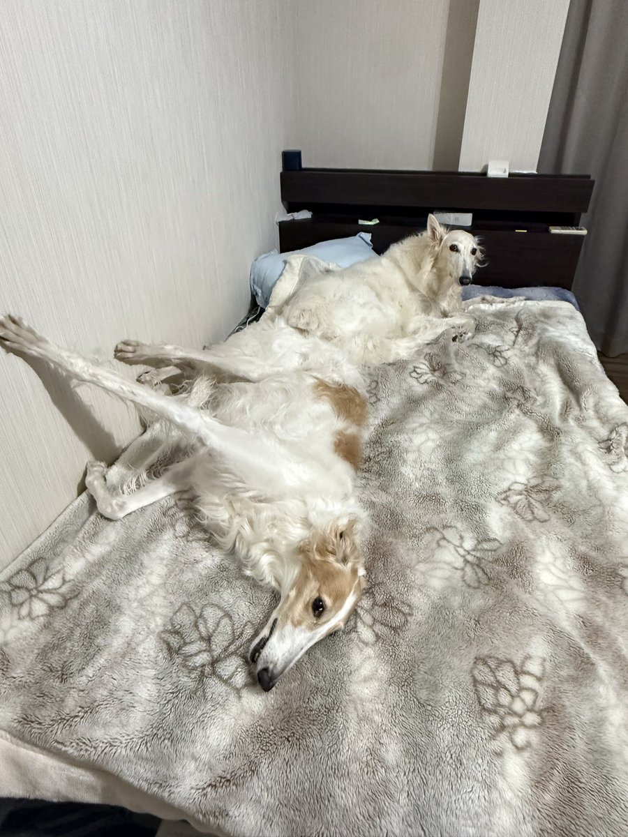 今日の主の寝床