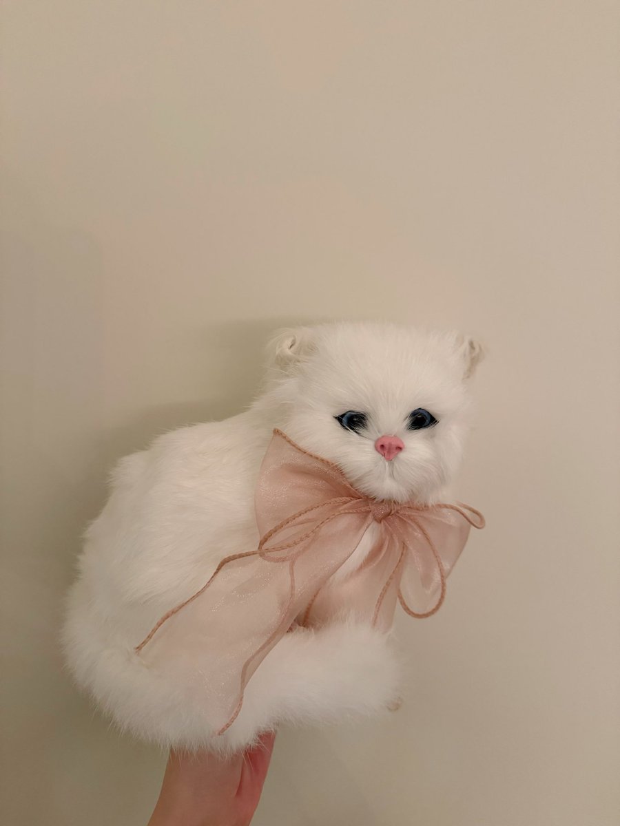 タイトル未定に加入して
5周年を迎えました。