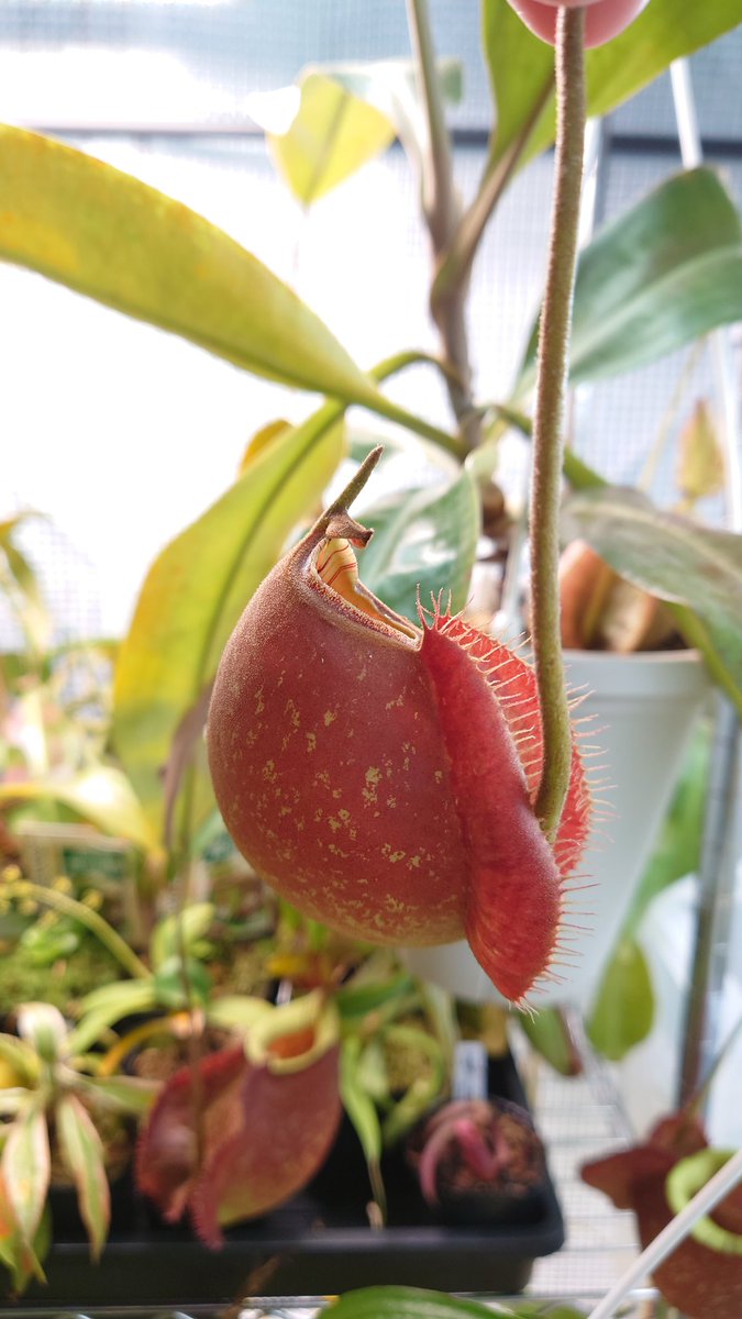 ウツボカズラの蓋が小さくなってしまうのって原因はなんでしょう…？？
光？湿度？？温度？？？病気…？？？？