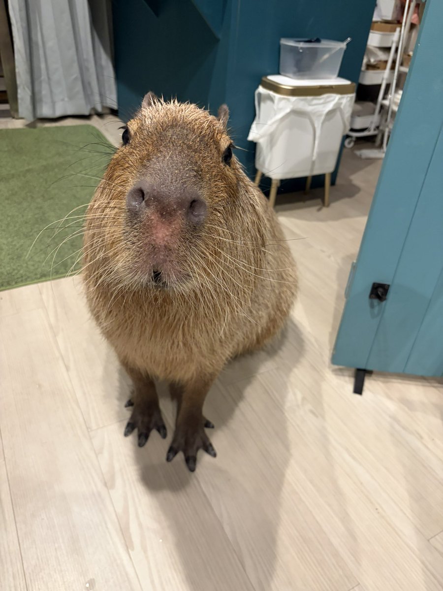 日曜日は休みたい (@syasumi2157) / Posts / X