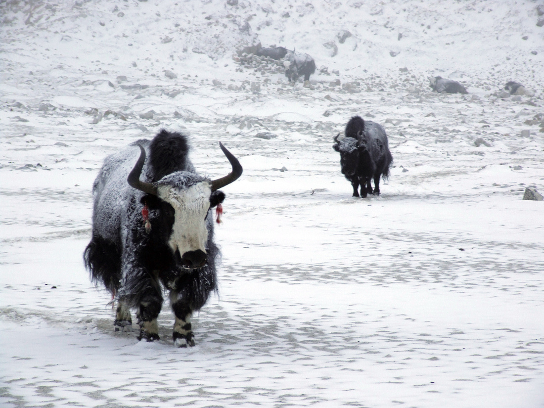 Cattle thrive in environments that would kill most domesticated animals:

Arctic climates: Scottish Highland cattle survive -30°C winters with only their thick double coat. No barn required. They eat lichen, heather, and whatever else pushes through the snow. They calve in