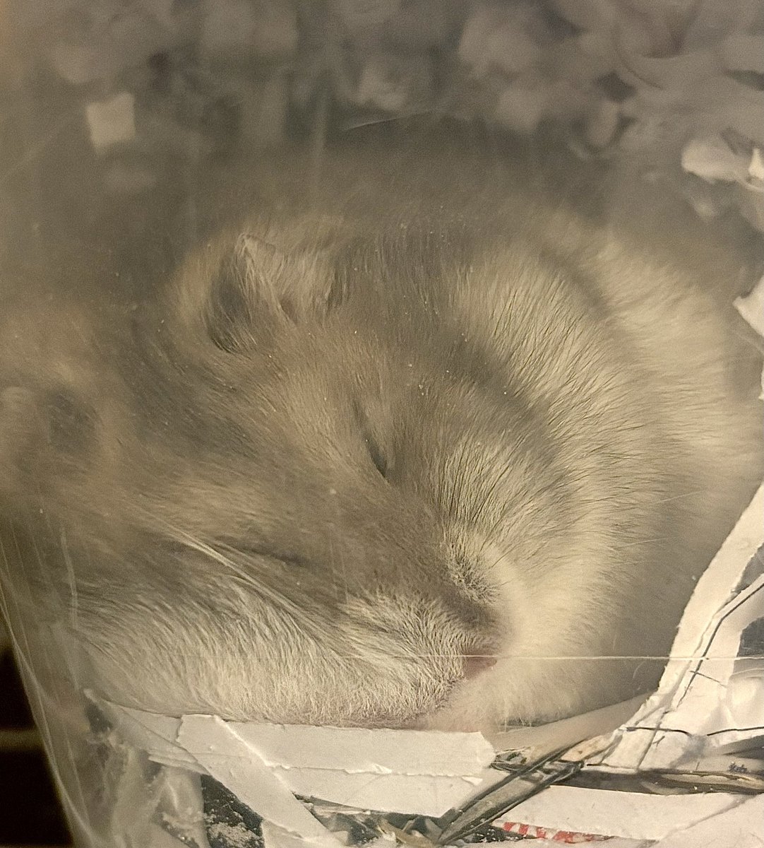 おやすみマメさん😴