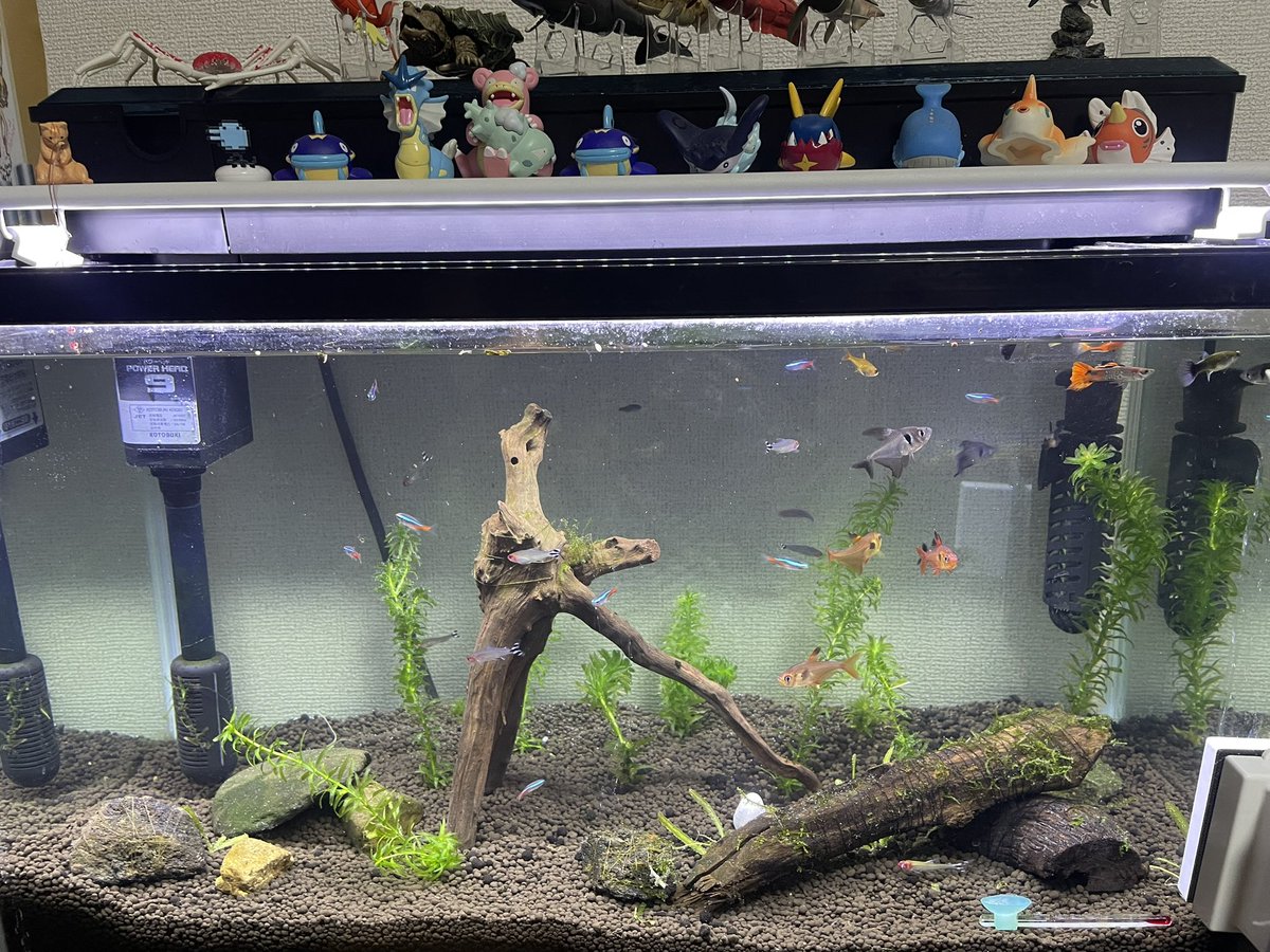 仕事休みだし水槽リセットして立ち上げ直した🐟前回ヌマエビ入れて水草