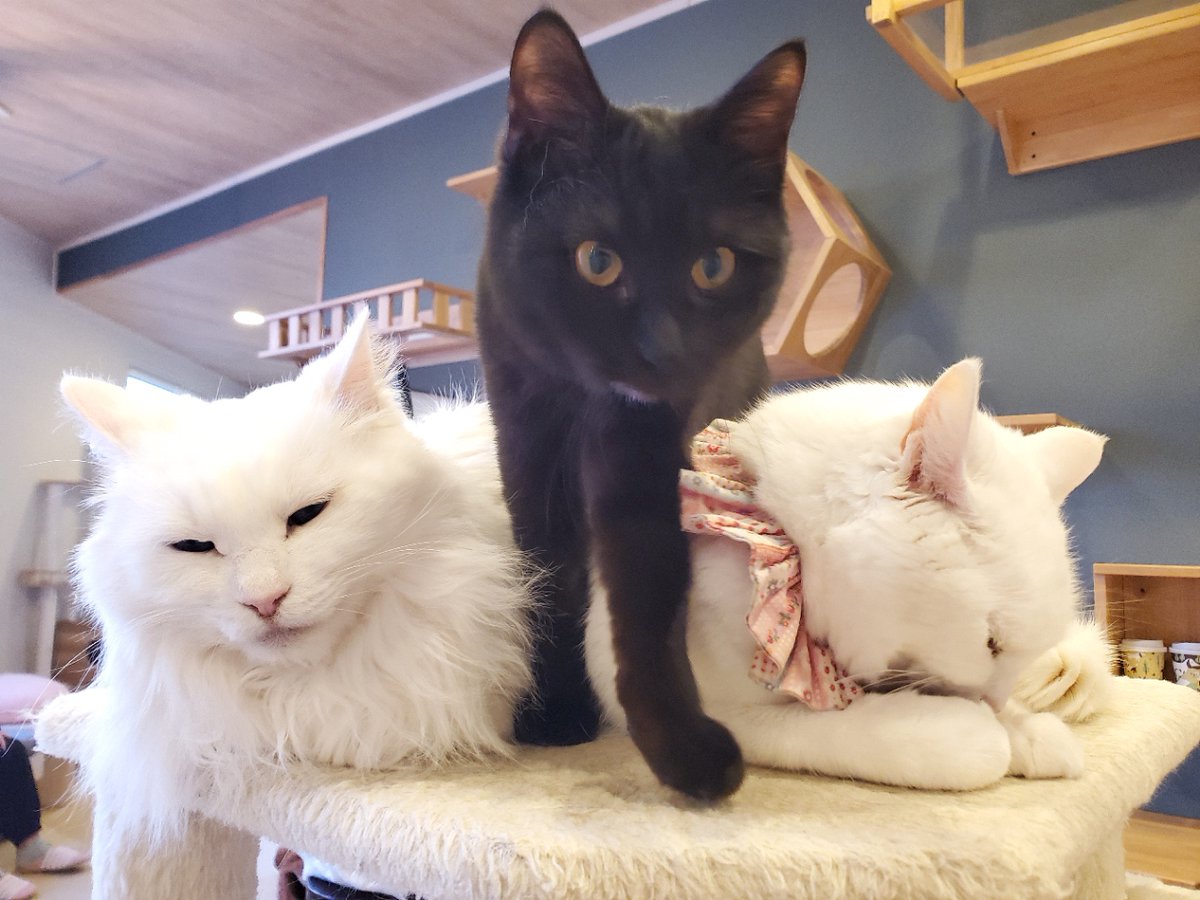 オセロのようにはいかない、猫ニャンズの世界⚪️⚫️⚪️ 白雪ちゃん