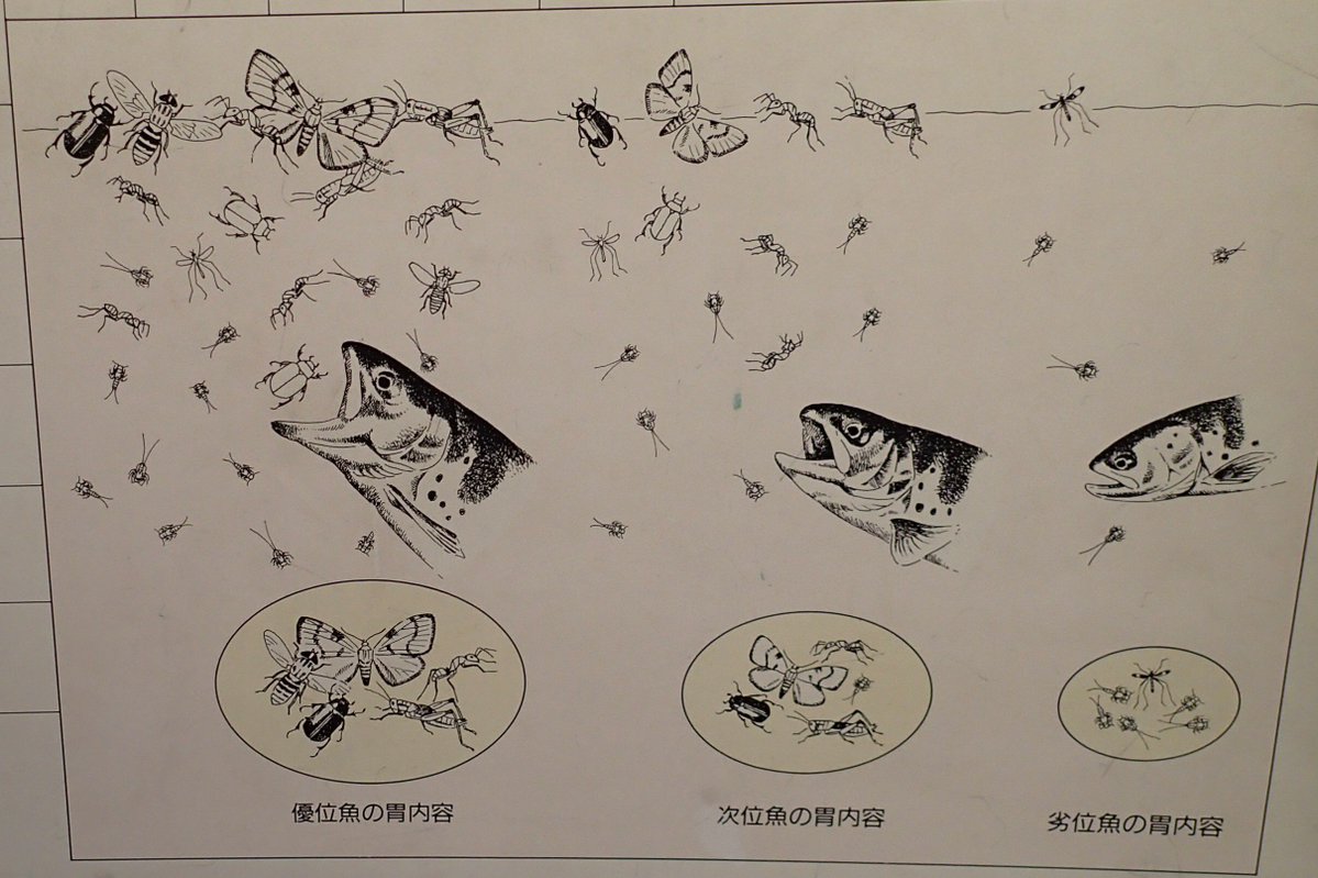 兵庫県立人と自然の博物館さんはとてもいいですよ…
「劣位なので餌がたくさん食べられずめっちゃションボリしてる魚（アマゴ）」の表情…擬人化してないのにすごいがっかり感が伝わってくる…強く生きてほしい…
たぶん同じ絵描きさんが三葉虫の展示にお墓の絵も描いてた気がするけど写真がなかった
