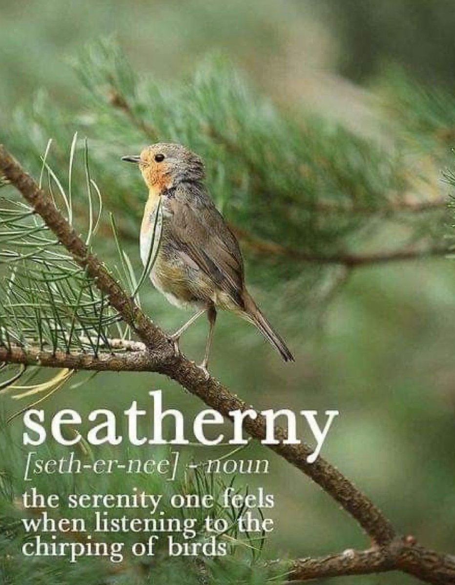 JustAskJillian's tweet photo. A lovely word, and one of my favourite sounds to wake up to.🪺 https://t.co/co6MICRpYb