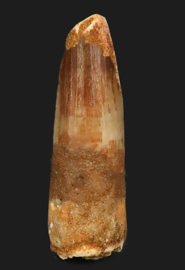 化石・鉱物・隕石販売の化石セブン (@kaseki7) / Posts / X