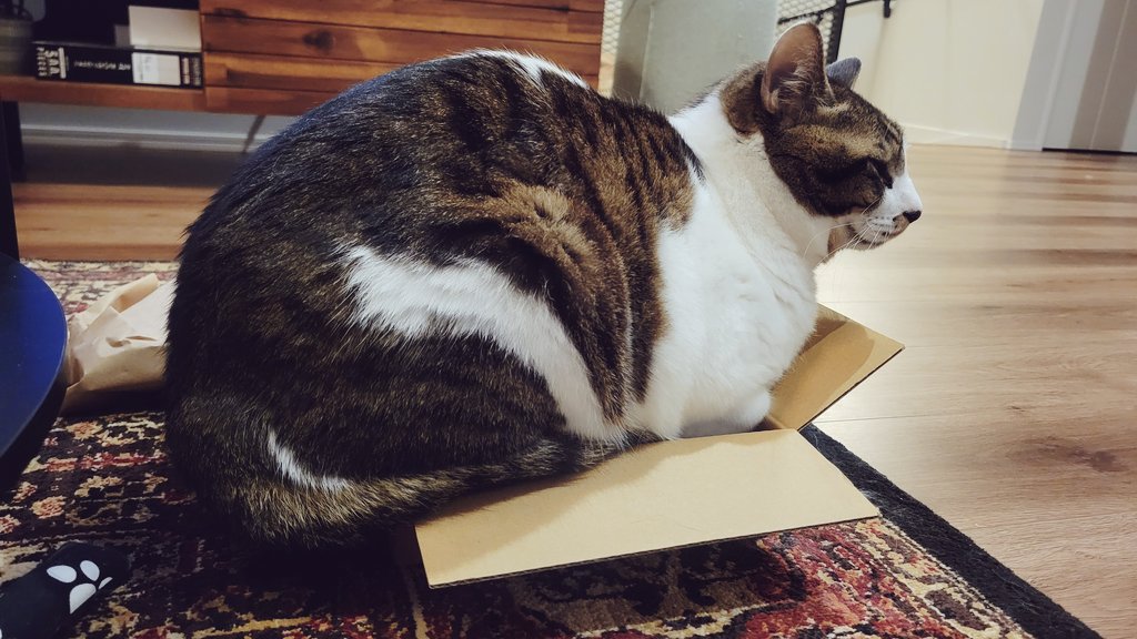 Cococococat7's tweet image. すみません…箱の中身に用事があるんですけど…どきませんよね……わかりました…