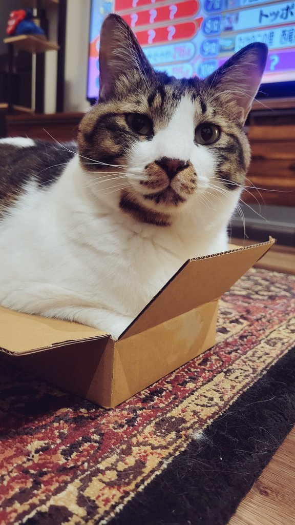 Cococococat7's tweet image. すみません…箱の中身に用事があるんですけど…どきませんよね……わかりました…