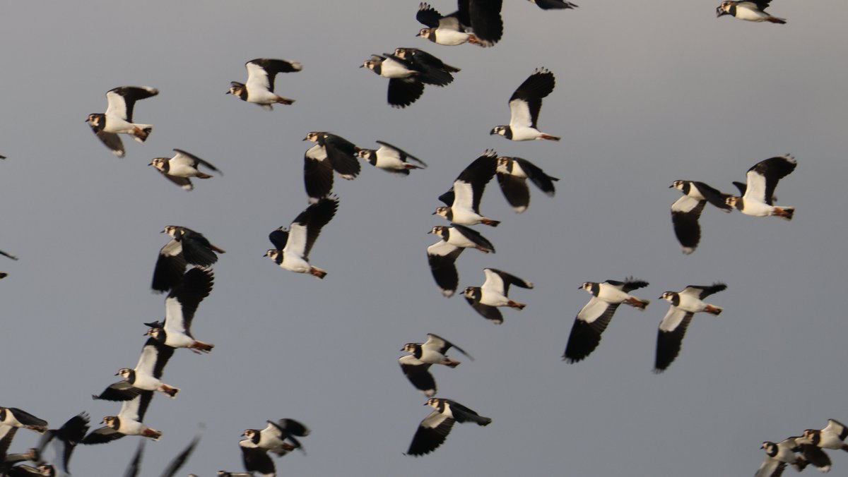cranky1456's tweet image. Time for #WaderWednesday were any of the #Waders can step into the light to show themselves off. So it's the turn of the Grey Heron, Oystercatcher, Northern Lapwings &amp;amp; Little Egret this week.

#birds #EastCoastKin @CanonUKandIE @Natures_Voice #CanonR5mkii #CanonPhotography
