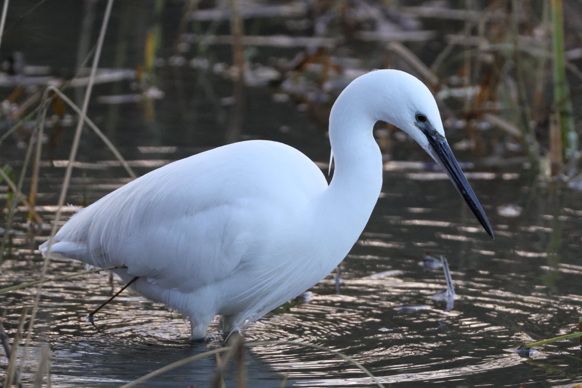 cranky1456's tweet image. Time for #WaderWednesday were any of the #Waders can step into the light to show themselves off. So it's the turn of the Grey Heron, Oystercatcher, Northern Lapwings &amp;amp; Little Egret this week.

#birds #EastCoastKin @CanonUKandIE @Natures_Voice #CanonR5mkii #CanonPhotography