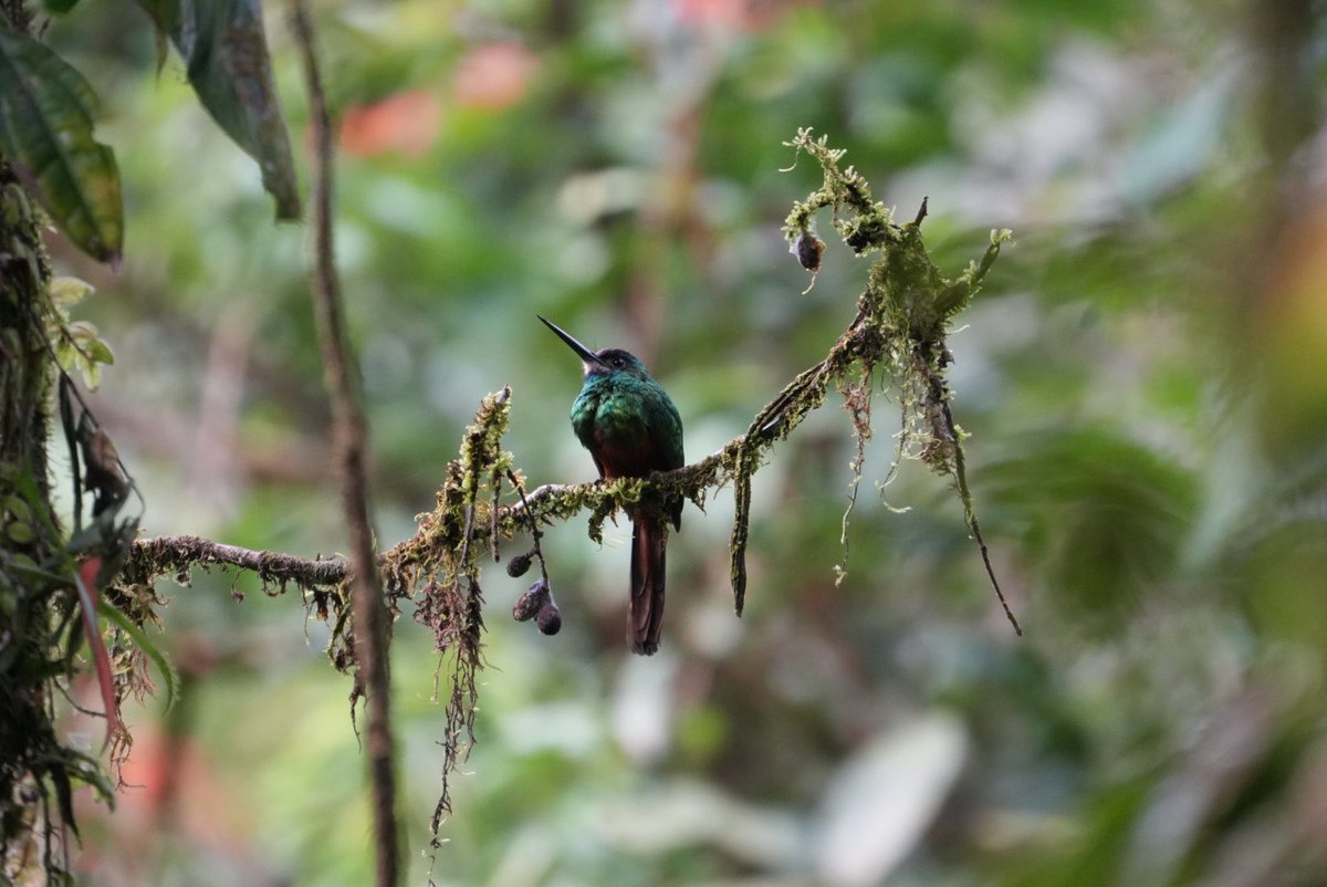 #miercolesdeemplumados Jacamara barbiblanco. Galbula tombacea