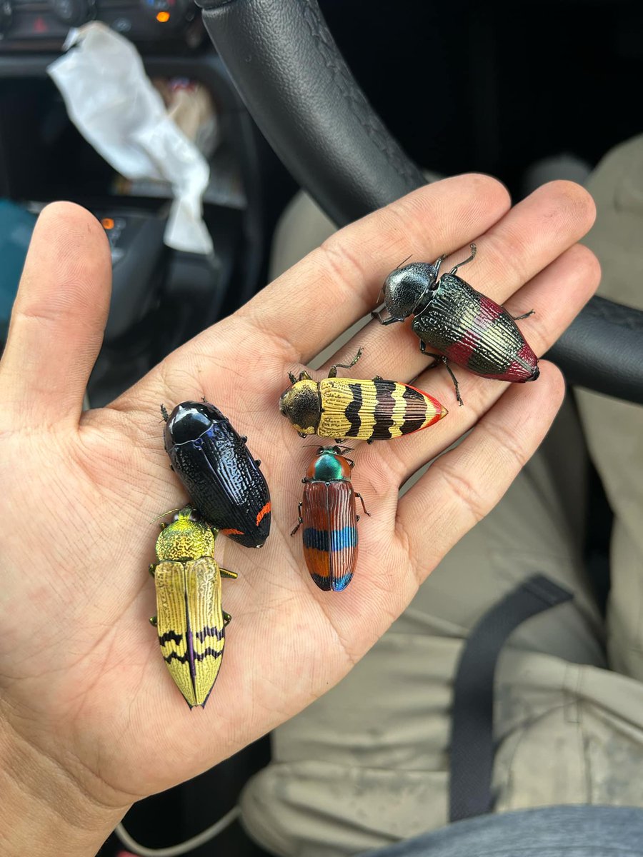 西オーストラリアのムカシタマムシたち