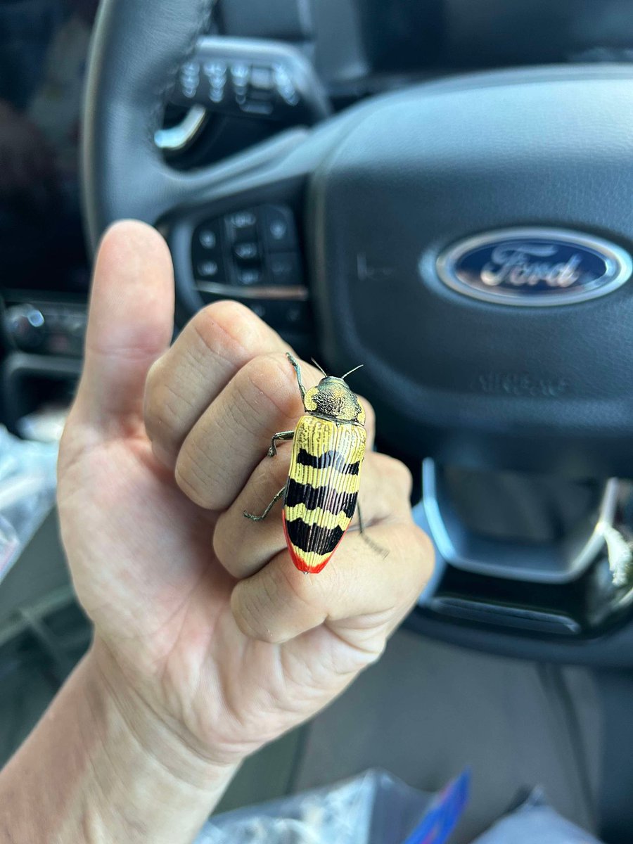 西オーストラリアのムカシタマムシたち