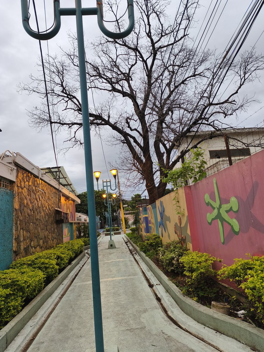 UrdesaUnida2024's tweet photo. #URGENTE 
Con # 012-2026-0009290 se ingresó a  ventanilla @alcaldiagye solicitud para podar este árbol en paseo 11NO y Cedros N antes que una de sus ramas caiga y lastime a peatones y ciclistas que transitan a diario por este lugar.
Agradecemos la pronta respuesta de @parquesgye https://t.co/70PxlH6DQ9
