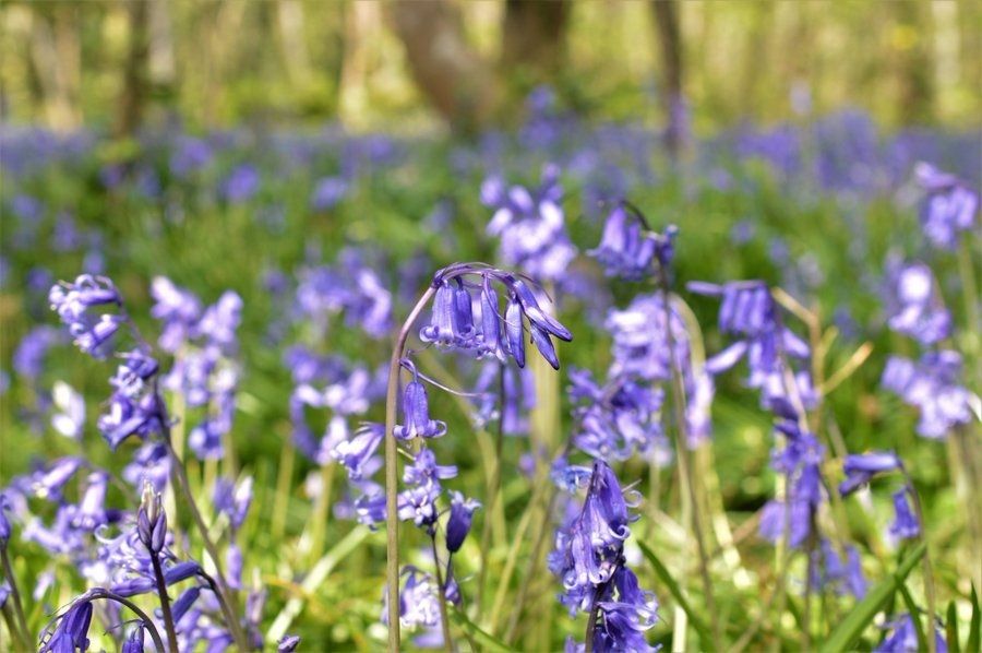 Biodiversity Ireland tweet media