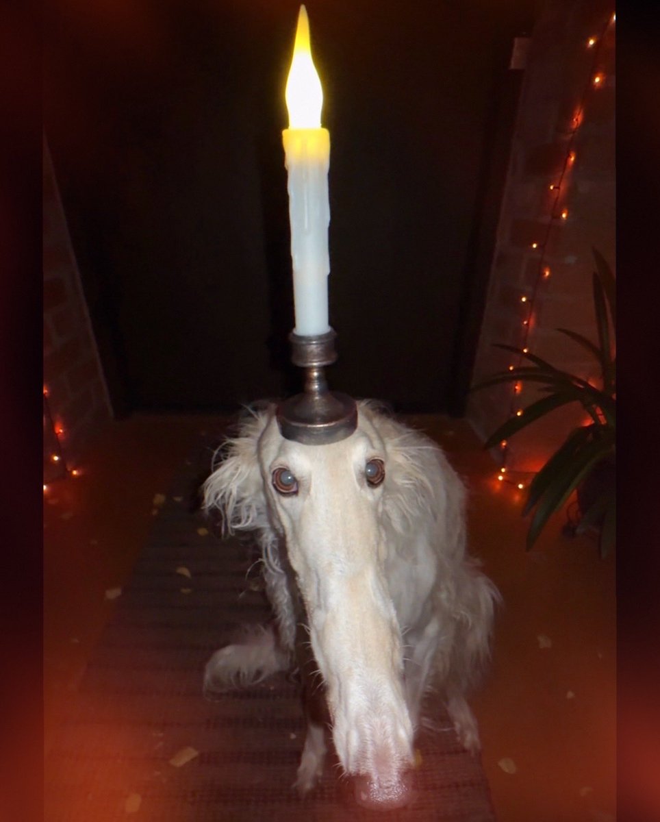 EsperBorzoi's tweet image. All conscious thought must pass through the candle