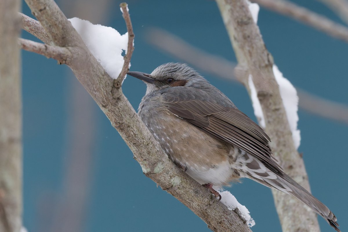 hama_yuu2003's tweet image. 雪翌日に出会った膨らんだヒヨドリ
よく見るとオシャレな模様をしていますよ

#ヒヨドリ
#野鳥写真

NIKON Z 8
NIKKOR Z 600mm f/6.3 VR S
600mm | f/6.3 | 1/1000 | ISO 2500
#photolab8