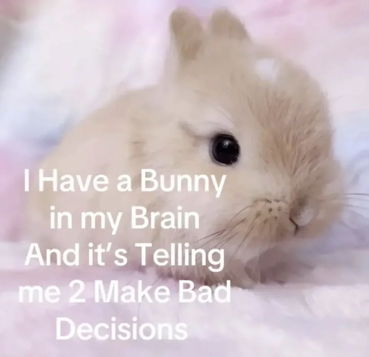 Bunnies tweet media