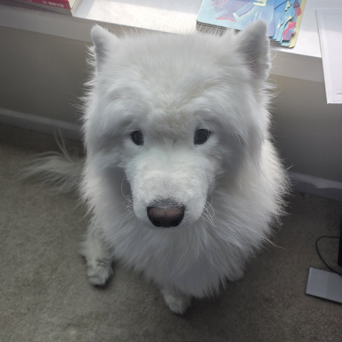 撫でて欲しいギムリ殿