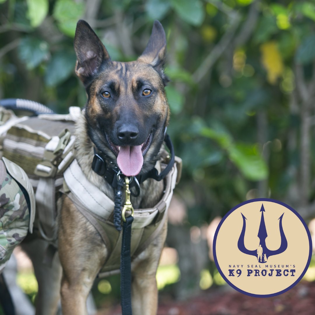 NavySEALMuseum's tweet photo. Meet the handlers and their dogs from the Museum’s K9 Project.

Join us tomorrow for Dogs of the K9 Project, a special Museum program.🐾 https://t.co/pA5F4bVbN7