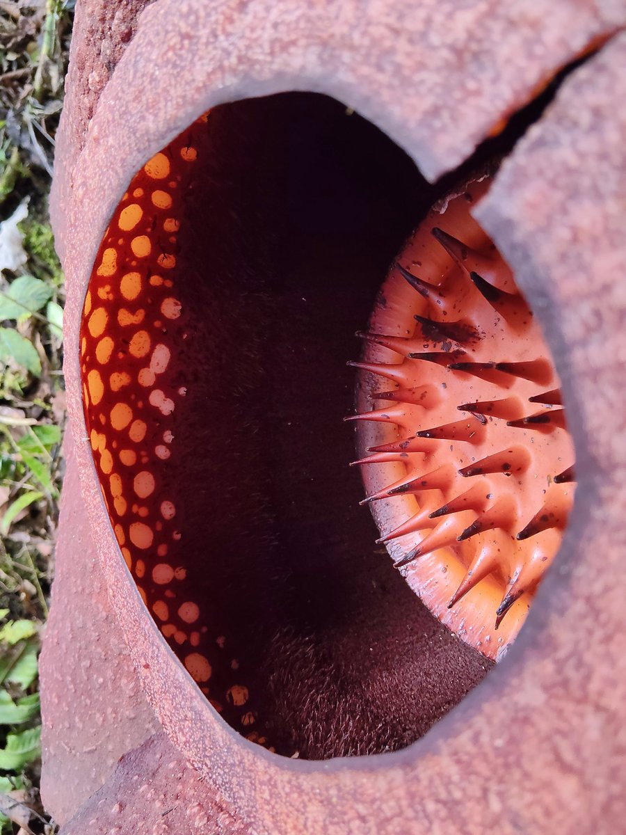 gc_gan's tweet photo. Rafflesia kerrii @ Lojing Highland, Kelantan. https://t.co/9zaal2rHgE