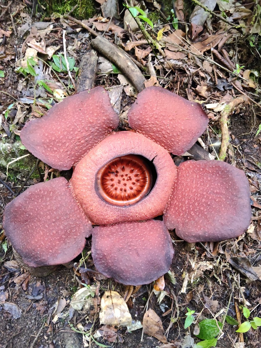 gc_gan's tweet photo. Rafflesia kerrii @ Lojing Highland, Kelantan. https://t.co/9zaal2rHgE