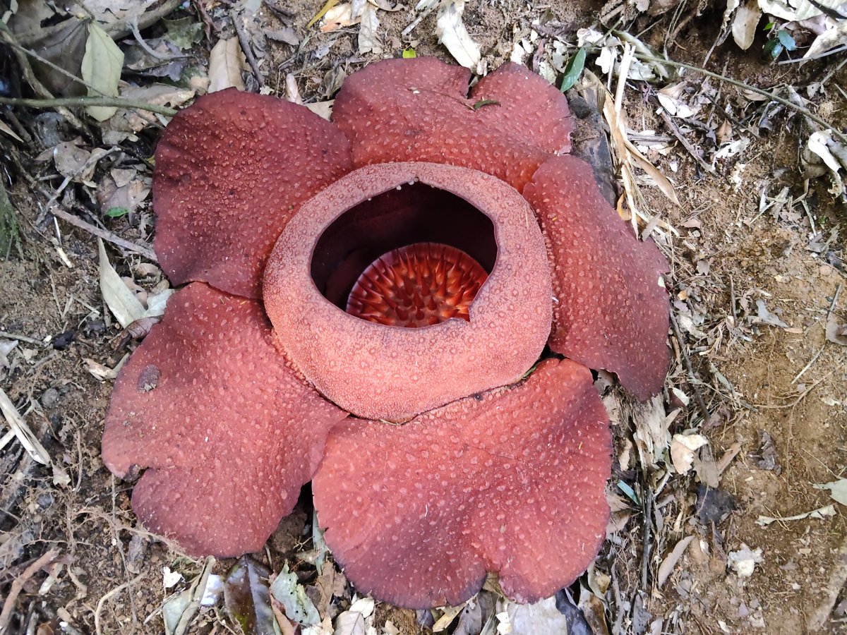 gc_gan's tweet photo. Rafflesia kerrii @ Lojing Highland, Kelantan. https://t.co/9zaal2rHgE