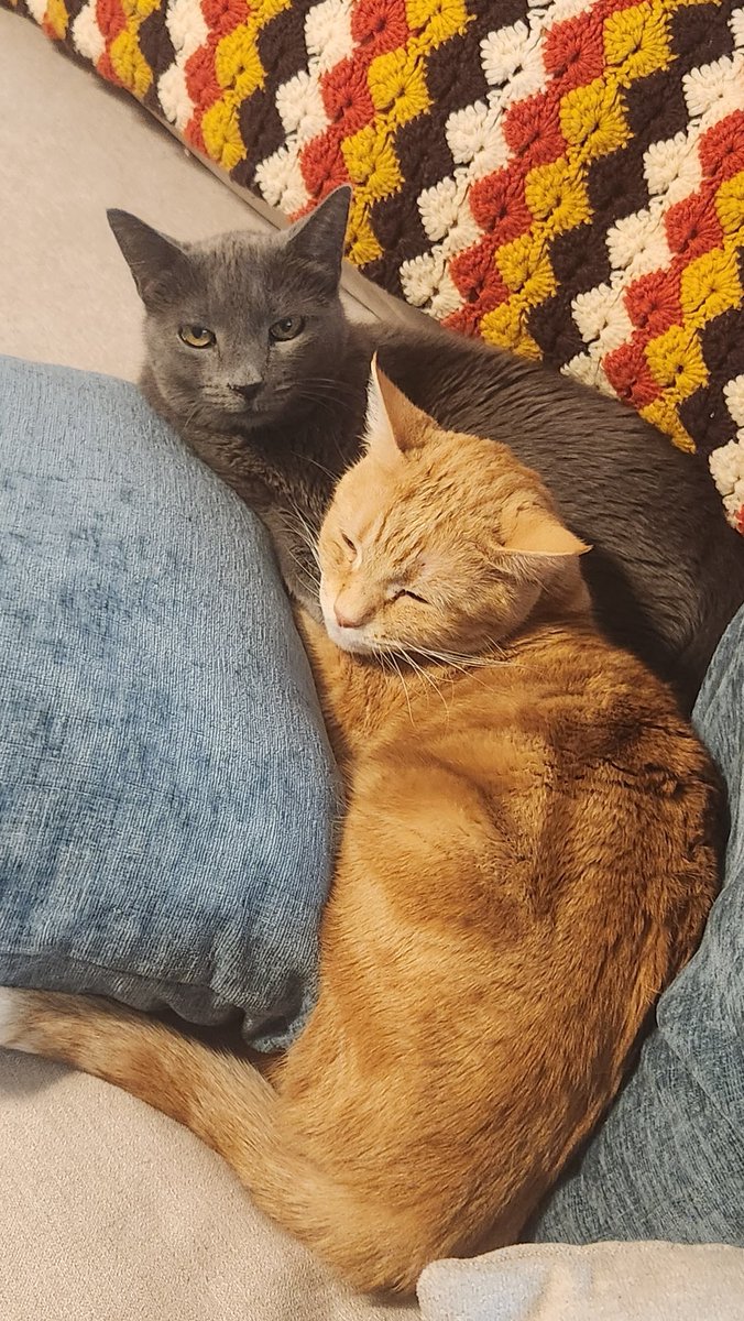 Infectedproj's tweet photo. These cats...... wish someone loved me like that ( T∀T) https://t.co/d4g3jCcyi0