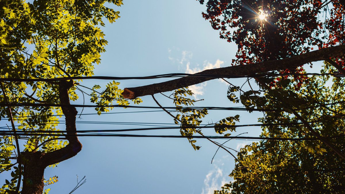 Buzz Solutions tweet media