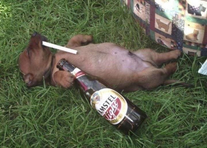 yo si fuese un therian