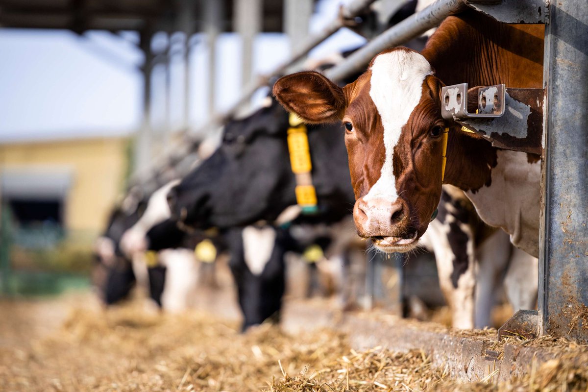 EBM Construction designs and builds cattle feeding solutions that work as hard as you do. Our team understands the demands of livestock operations and we build with durability, efficiency, and safety in mind.

ebmconstruction.net/cattle-feeding/

#EBMConstruction #CattleFeeding