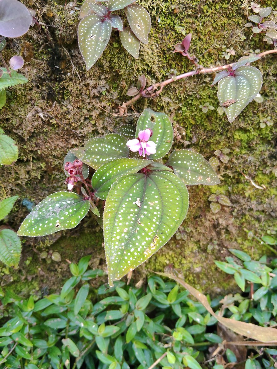 gc_gan's tweet photo. Sonerila sp.

Spotted in Jan 2026 @ Tapah, Perak. https://t.co/O2Plsyva0O