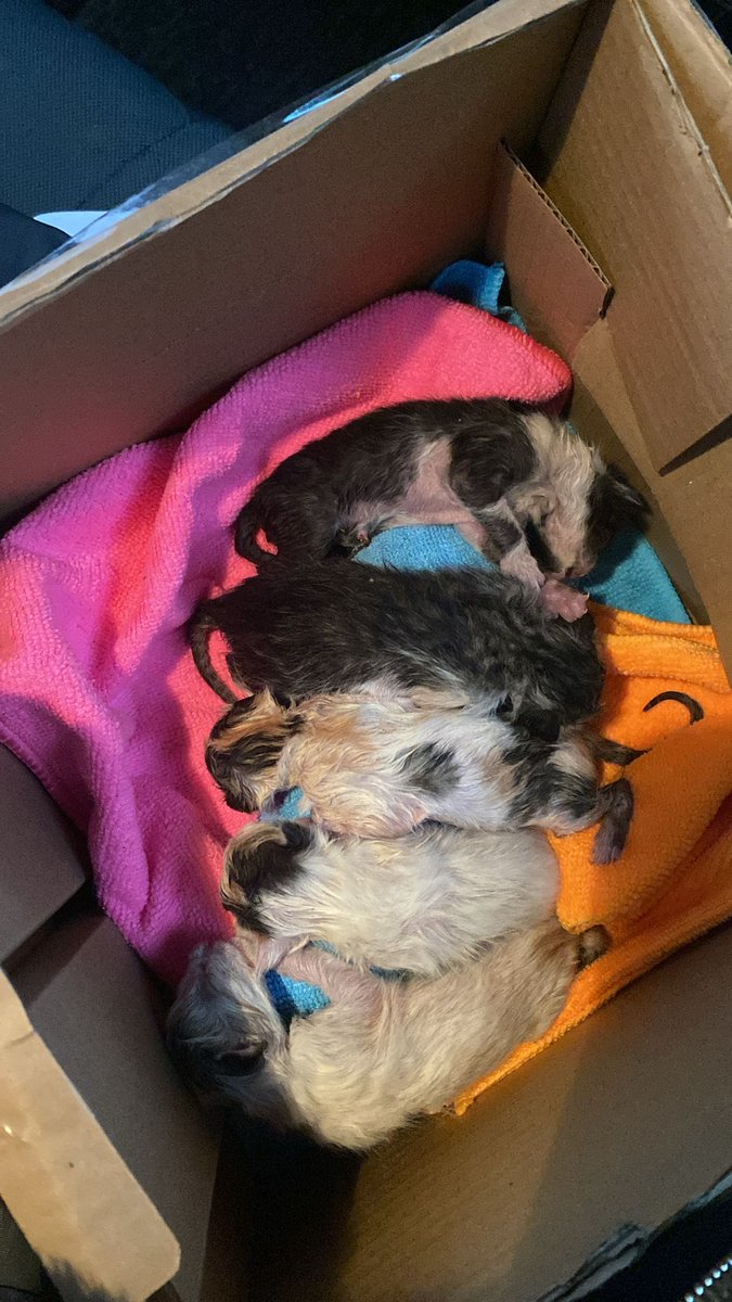 KAĞITHANE 

4 BEBEK İÇİN ACİL SÜT ANNE VEYA BAKACAK GÖNÜLLÜ🚨

Anne bir bina önüne doğurmuş 
Bilinçsizce ordan alıp kutuyla başka bir alana bırakmışlar 
Anne gelmemiş 
Bebeklerden birini kaybettik diğerleri için açil süt anne🚨🚨🚨
+90534 515 96 62