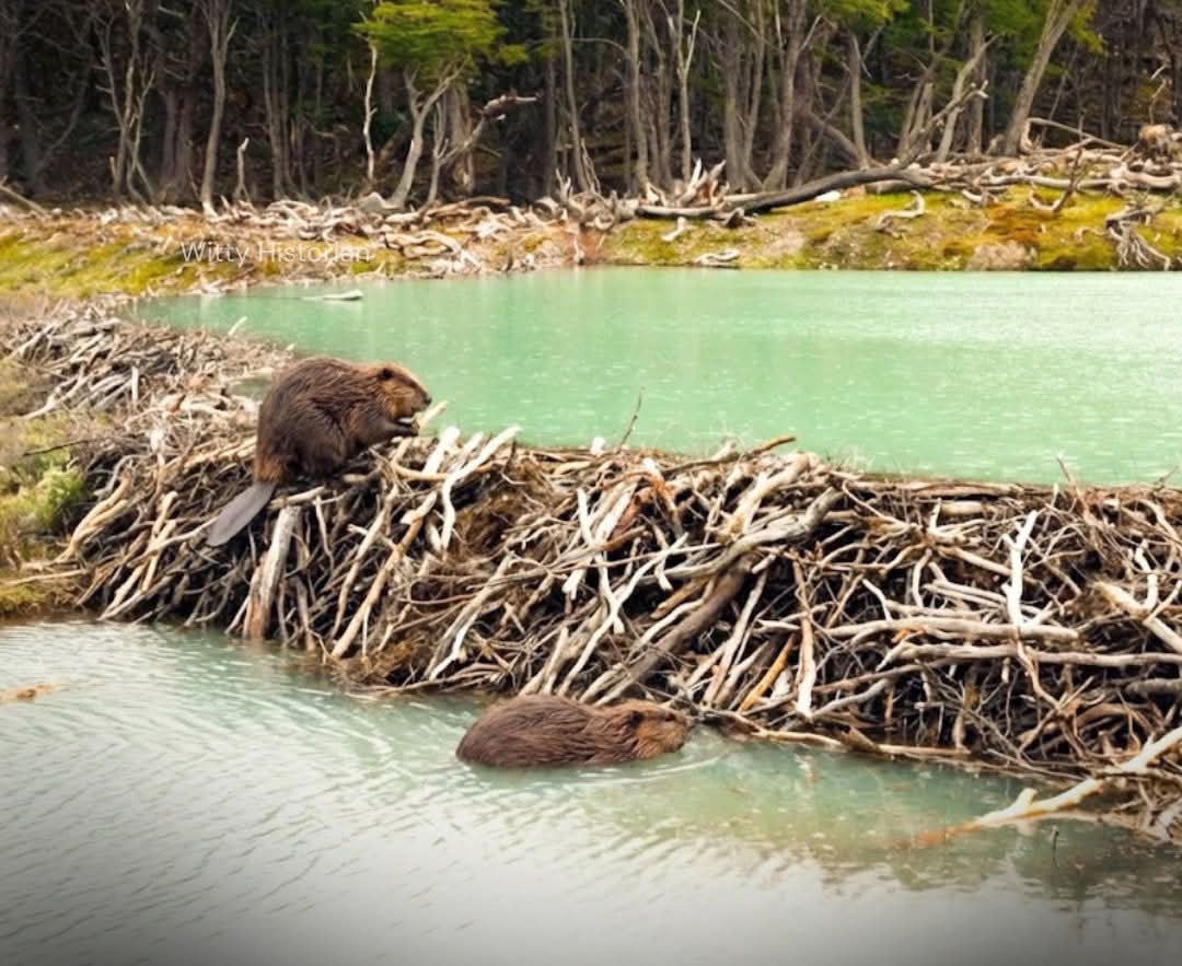 ArchaeoHistories tweet media